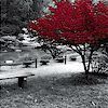 jcalanthe: red tree in a grey park (redtree)