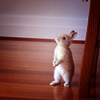 mingbook: (% bunny standing tall)