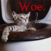 beck_liz: Kitten stuck in a toilet: Woe (Woe by Cluegirl)
