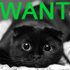 king_touchy: black cat with WANT in bold type (WANT)