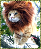 phoenixothon: (rawr)