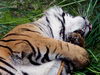 redtigra: (default, lazy)