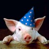 sunnymodffa: piggy ready to party! (party piggy)