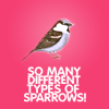 raanve: So many sparrows! (Fandom: 30 Rock: Sparrows)