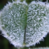 calissa: Macro photo of a clover leaf covered in frost (Winter)