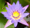 ofearthandstars: Photo of purple water lily (from Maui, Hawaii) (Iao Valley-Purple)