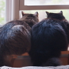 umadoshi: (kittens - back view)