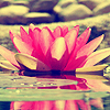 phlourish_icons: (LotusBlossom)