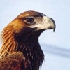 silver_gull: (Default)
