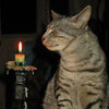 beldmit: (Romantic cat)