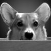 go_dog_go: Greyscale photo of a corgi poking his head up over the edge of a box (corgi: in a box)