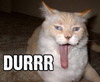 lqc: (Cat say Durrr)