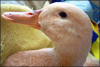 smilingslightly: Gufyduck in profile (duck heads duck heads roly poly duck hea)