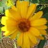 heliopsis: yellow daisy (Heliopsis)
