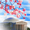 shutterbug: (Misc: Jefferson Blossoms)