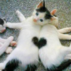 sweet_sparrow: Picture of two cats lying back-to-back with two black spots connecting to make a heart. (E: Heart)