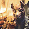kinuski: (pigs)