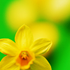 faerielissa: (daffodil)