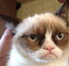grumpycatanthir: (yeah i already stopped listening)