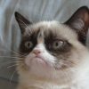 grumpycatanthir: (how about no)