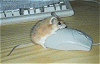 mdlbear: (humping mouse)