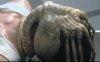mdlbear: (facehugger)