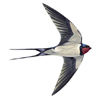 detachments: (fly)