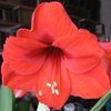 weaverbird: (Amaryllis)