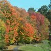 weaverbird: (Autumn)