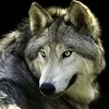 gredya: (Wolf)