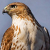 hawkwardness: (majestic)