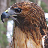 hawkwardness: (wild)