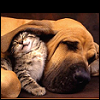 happydork: Kitten and dog a-cuddling (<3)