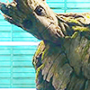 heisgroot: he is groot (Default)
