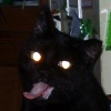 harena: (Demonic Kestra)