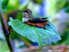 ithiliana: Hummingbird sitting on a leaf (Hummingbird)