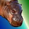 sunnymodffa: technically, a pygmy hippo (hippo)