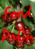 azurelunatic: "Food Pr0n", cherries.  (food pr0n)