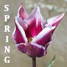 grammarwoman: A purple tulip in Spring (Spring Tulip)