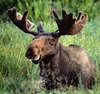 aaaaaaaagh_sky: Apparently grinning antlered moose (Canada - Moose)