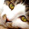 leesa_perrie: close up of a cat's face, looking straight at camera (Cat Eyes)