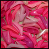 jest: (shoes pink)