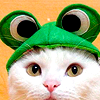 meloukhia: A white cat wearing a frog hat. (Cat in a hat)
