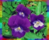 rainbow: purple violas (violas)