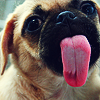 xoxomarina: ({ animal } » pug)