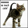 fleurrochard: A kitten with the caption 'eeeeeee so much cute!' (So Cute!)