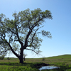elfin: image: a tree in a green field with a blue sky (tallgrass.tree)