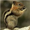 bursar42: (chipmunk)
