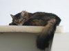 owlmoose: (cats - nadia)