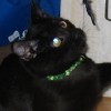 owlmoose: (cats - lexi string)